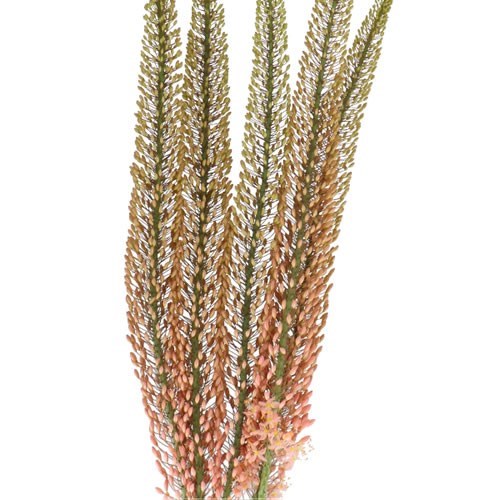 Eremurus Pink Floyd