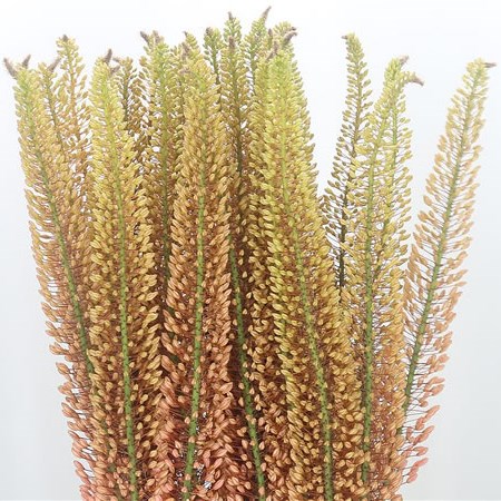 Eremurus Pink Floyd