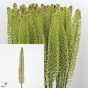 Eremurus Snowman