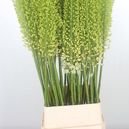 Eremurus White Beauty