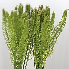 Eremurus Yellow Rebel
