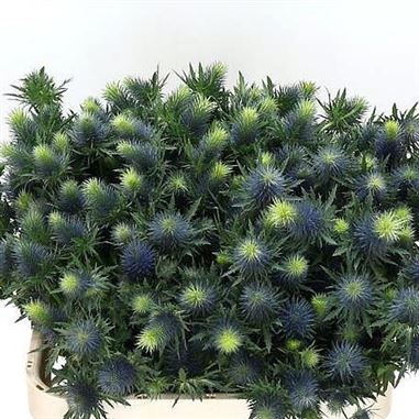 Eryngium (thistle) Supernova
