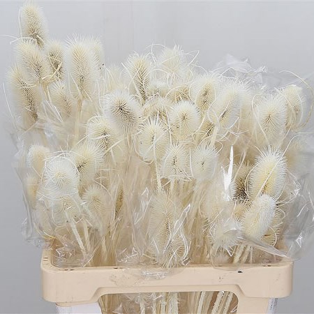 Eryngium Bleached (Dried)