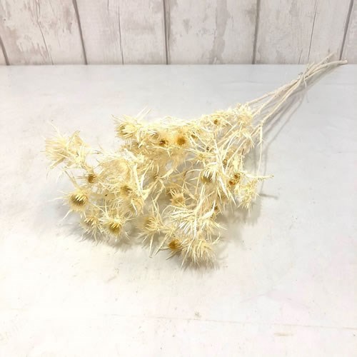 Eryngium Bleached & Dried 50cm Wholesale Dried Flowers UK Preserved Flowers
