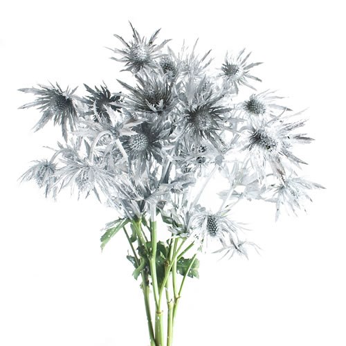 Eryngium Dyed Silver