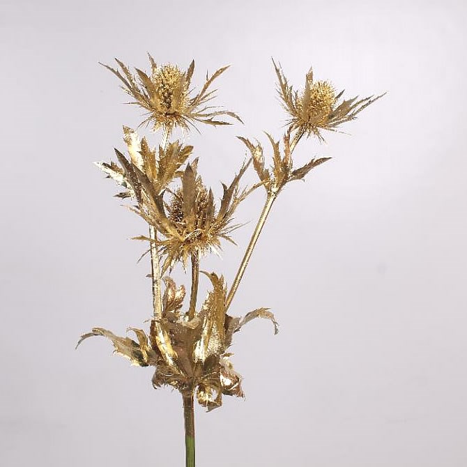 Eryngium Orion Dyed Gold