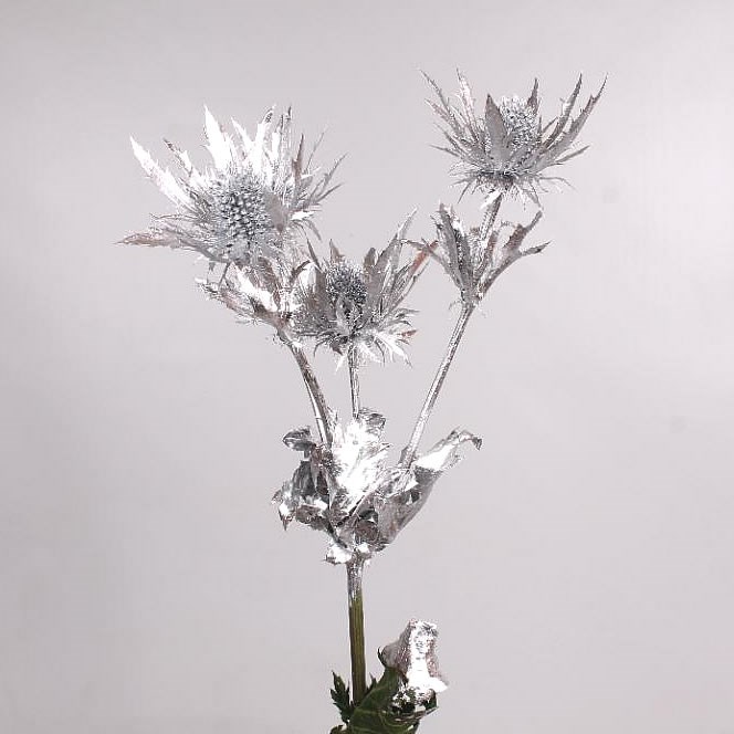 Eryngium Orion Dyed Silver