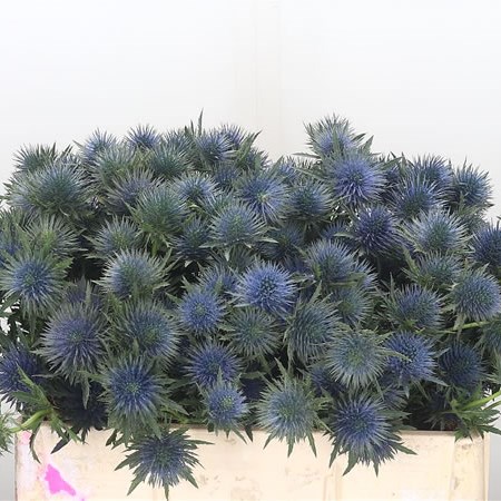 Eryngium (Thhistle) Magnetar Questar
