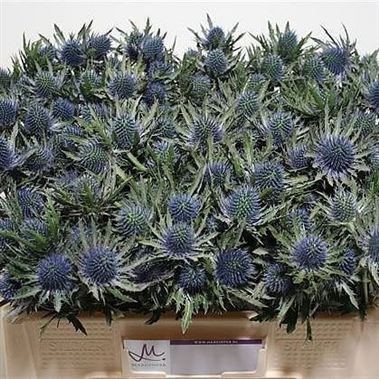 Eryngium (Thistle) Aquarius Questar
