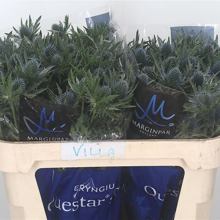 Eryngium (Thistle) Aquarius Questar