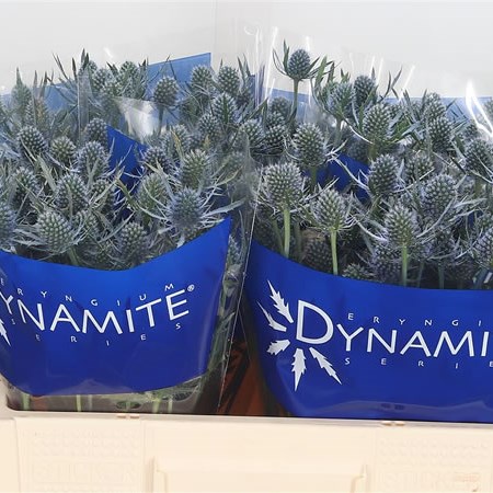 Eryngium (Thistle) Blue Dynamite