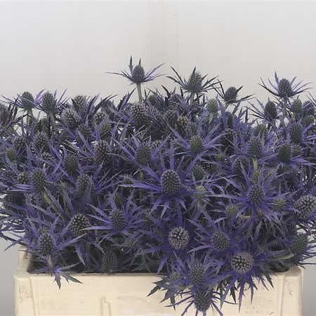Eryngium (Thistle) Electric Blue
