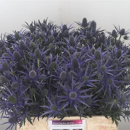Eryngium (Thistle) Electric Blue