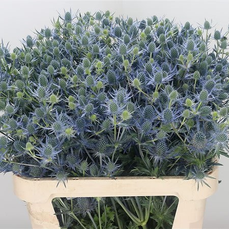 Eryngium (Thistle) Magical Blue Lagoon