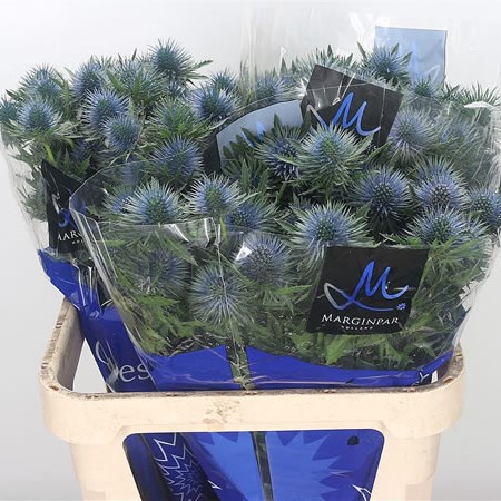 Eryngium (Thistle) Magnetar Questar