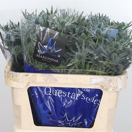 Eryngium (Thistle) Orion Questar