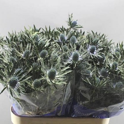 Eryngium (Thistle) Orion Questar