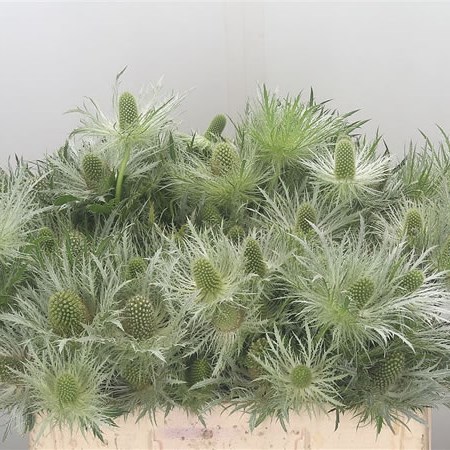 Eryngium (Thistle) Sirius Questar