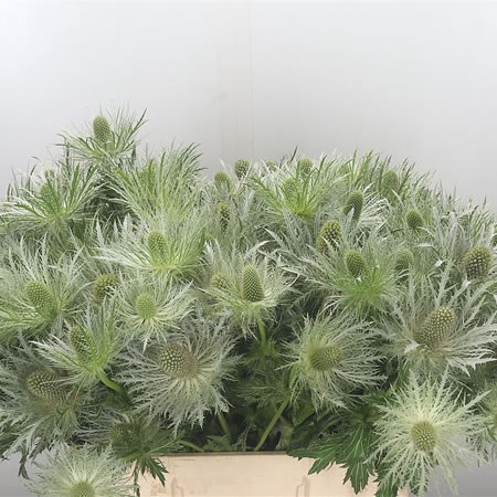 Eryngium (Thistle) Sirius Questar