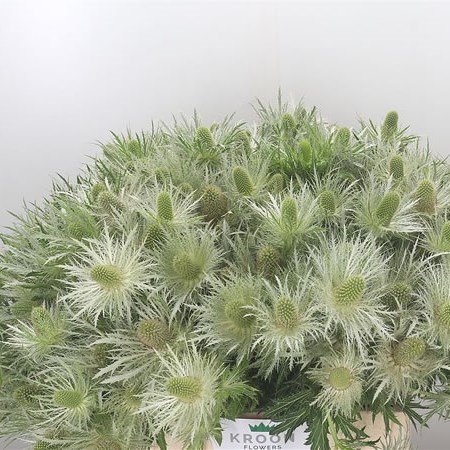 Eryngium (Thistle) Sirius Questar