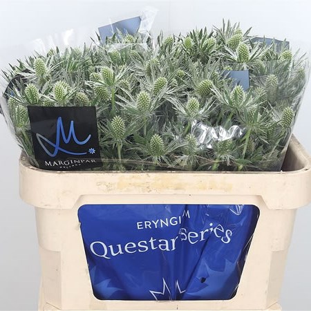 Eryngium (Thistle) Sirius Questar