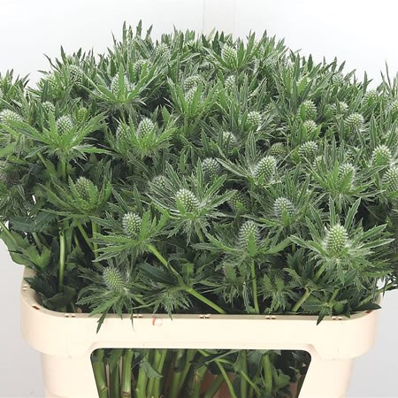 Eryngium (Thistle) Sirius Questar