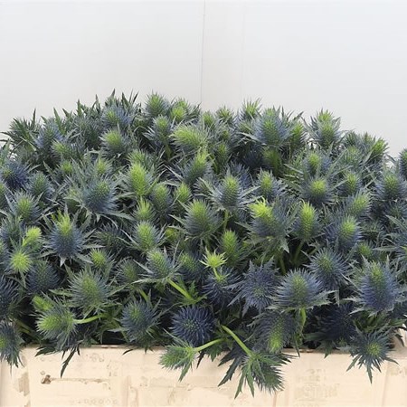 Eryngium (Thistle) Supernova