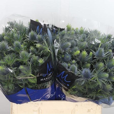 Eryngium (Thistle) Supernova
