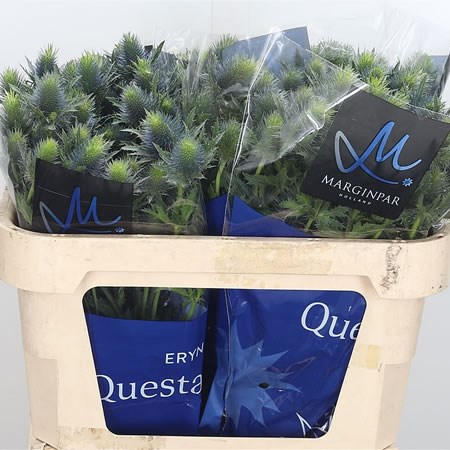 Eryngium (Thistle) Supernova