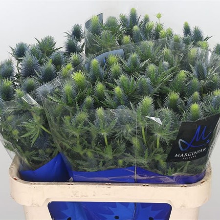 Eryngium (Thistle) Supernova