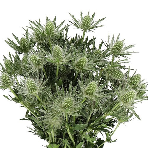 Eryngium (thistle) Sirius Questar