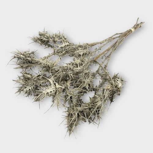 Eryngium Thistles Grey (Dried)
