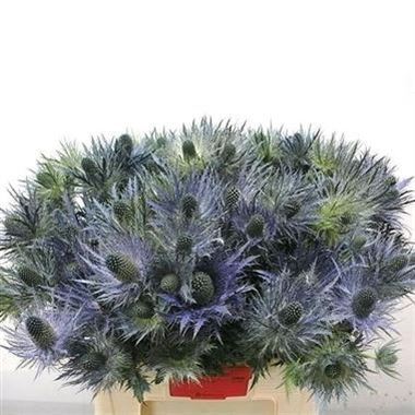 Eryngium (Thistle) Alpinum