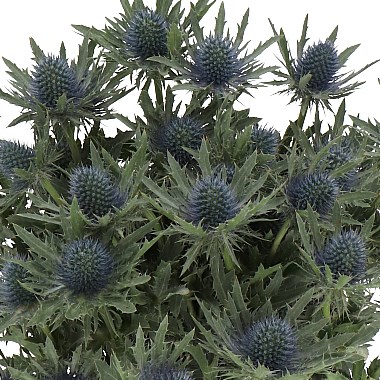 Eryngium (thistle) Aquarius Questar