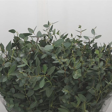 Eucalyptus Gunni