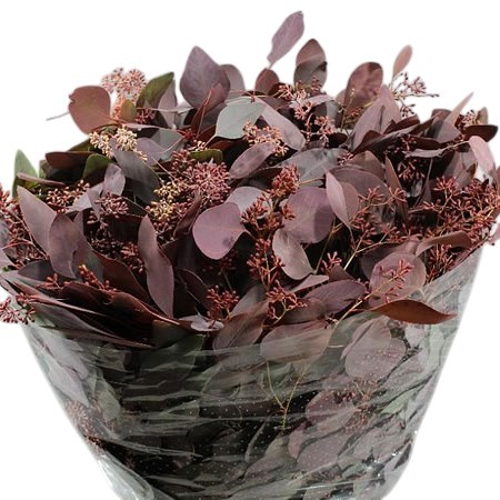 Eucalypthus Populus Berries Dyed Burgundy