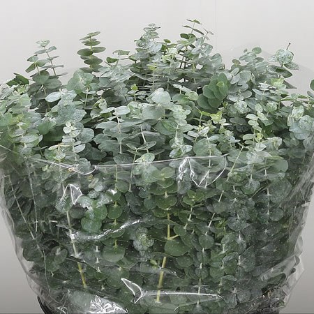 Eucalyptus Baby Blue