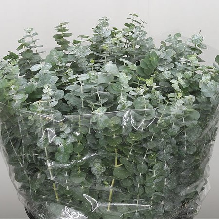 Eucalyptus Baby Blue