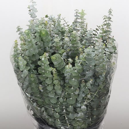 Eucalyptus Baby Blue