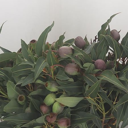 Eucalyptus Bella
