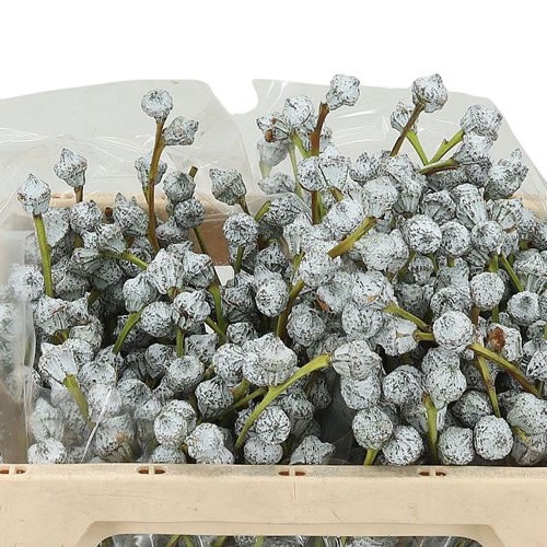 Eucalyptus Boule 50cm | Wholesale Dutch Flowers & Florist Supplies UK