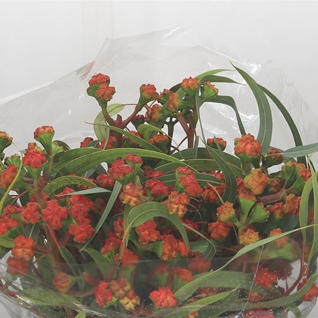 Eucalyptus Cardinale
