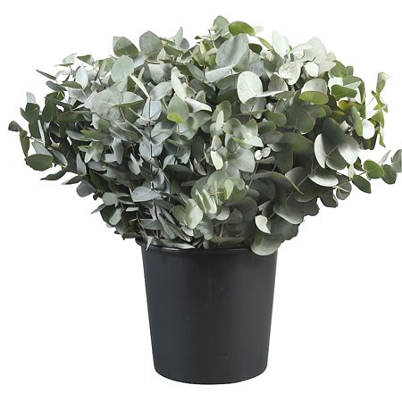 Eucalyptus Cinerea