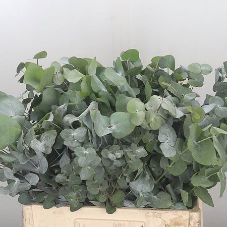 Eucalyptus Cinerea