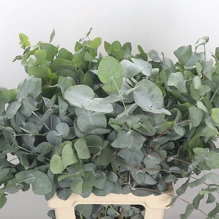 Eucalyptus Cinerea