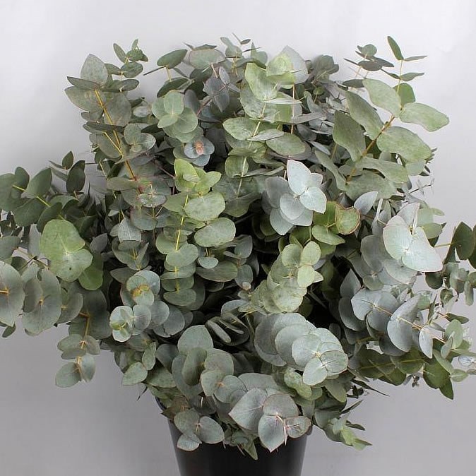 Eucalyptus Cinerea 