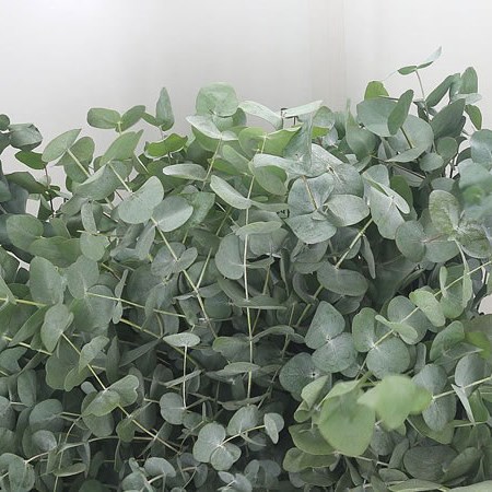 Eucalyptus Cinerea