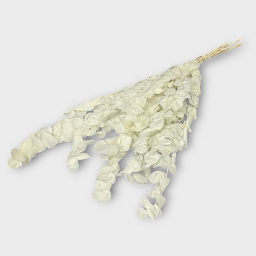 Eucalyptus Cinerea Bleached & Dried