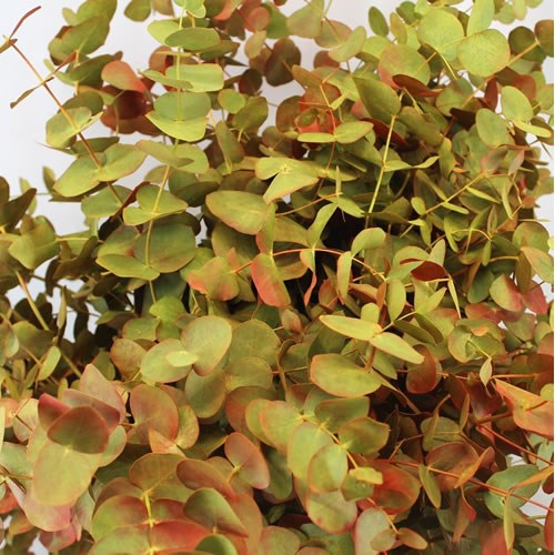 Eucalyptus Cinerea Dyed Autumn
