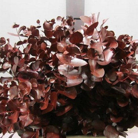 Eucalyptus Cinerea Dyed Bordeaux